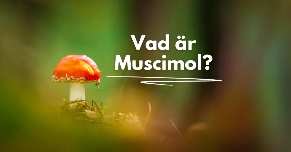 Muscimol i Sverige