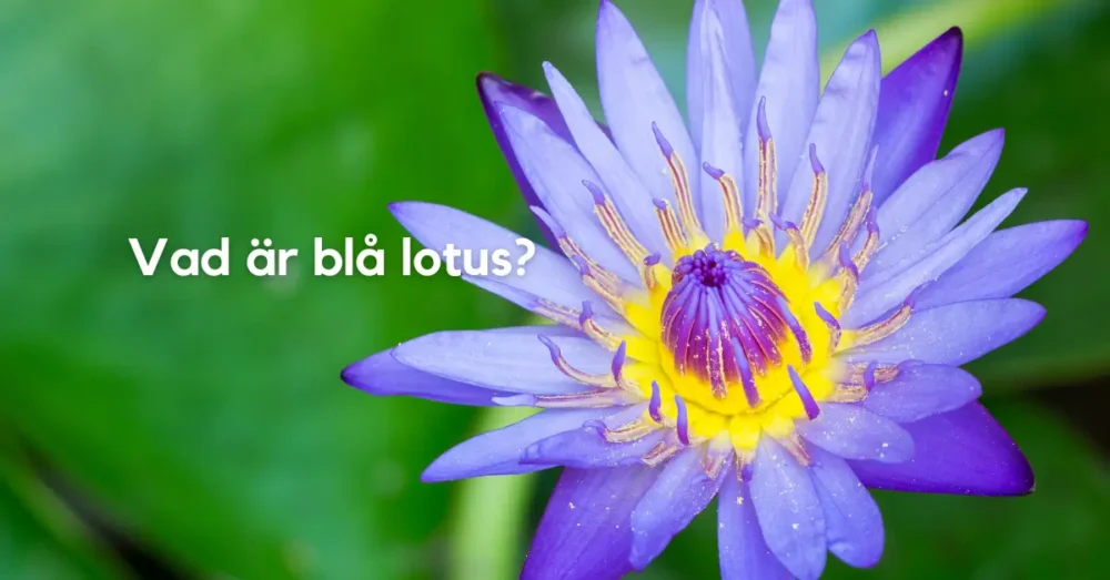 blå lotus